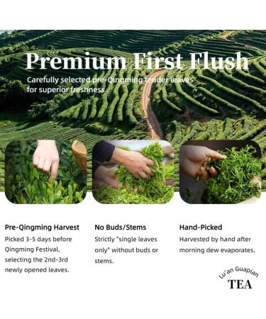 HQZM Premium Grade 1 250g 882oz Luan Guapian Green Tea preQingming Thick & Smooth Ideal for Gifting - Buy Online on GoSupps.com