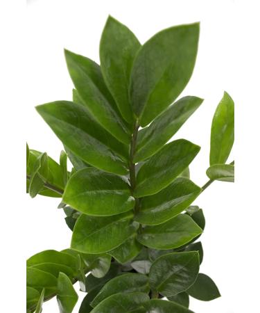 Costa Farms ZZ Plant in 12-Inch White-Natural Dcor Planter for Great Room Decor - Buy Online on GoSupps.com