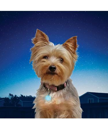 NITEIZE PetLit LED Collar Light - Enhanced Visibility for Pets - 11.5 x 2 x 0.8 - Buy Online on GoSupps.com