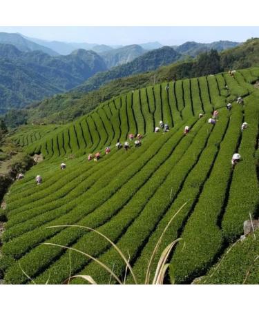 Taiwan unique tea Dayuling Oolong Tea 75g*4 - Buy Online on GoSupps.com