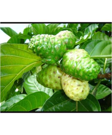  Medicinal Herbal Pills 100% Natural NONI Pills/ 4oz / 113g - Buy Online on GoSupps.com