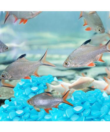 Halcyerdu 200 Bright Fluorescent Pebbles - Blue Night Light Stones for Aquarium & Garden Decoration - Buy Online on GoSupps.com