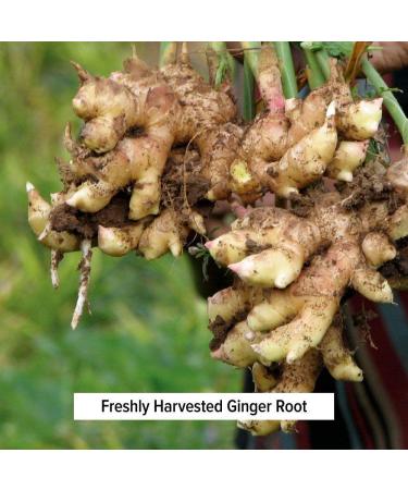 Banyan Botanicals Trikatu Powder - USDA Organic 8 oz - Digestive Support for Heavy Foods - Buy Online on GoSupps.com