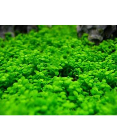 Kyushu Garden Plant Seeds Small Bacopa Monnieri Seeds Fish Tank Decorations Hydroponic Growing Plant Seeds(Small Leaf) 10G