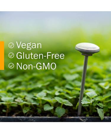 Herb Pharm Alcohol-Free Stinging Nettle Glycerite - 1 oz | Natural Nettle Extract - Buy Online on GoSupps.com