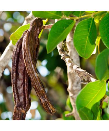 Johannisbrotkernmehl 500g | Natural Vegan Carob Bean Powder - Clean Bright & Strengthening - Buy Online on GoSupps.com
