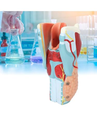 2X Magnification Human Throat Model for Teaching Display - Clear Vinyl Structure with Thyroid and Trachea Dissection - Buy Online on GoSupps.com