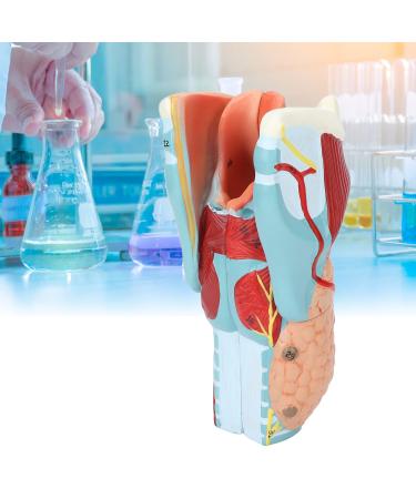 Human Throat Model 2X Magnification Vinyl Clear Structure Throat Dissection Teaching Model Human Throat Display Model Accurate Throat Model