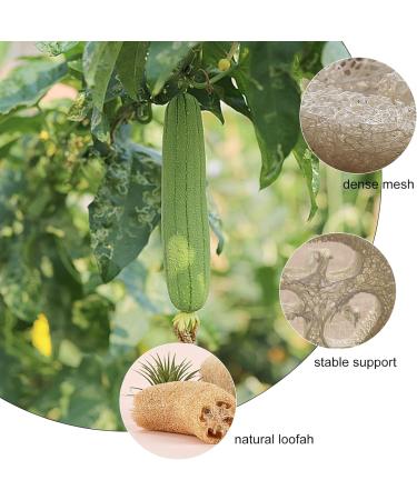 Buy 100% Natural Luffa Slices | Eco-Friendly Soap Holders & Luffa Accessories for Shower Bathroom & Kitchen - Buy Online on GoSupps.com