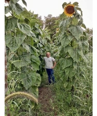 Wallace Organic Wonder Soluble Seaweed Powder Organic Fertilizer (5 Pounds) - Buy Online on GoSupps.com