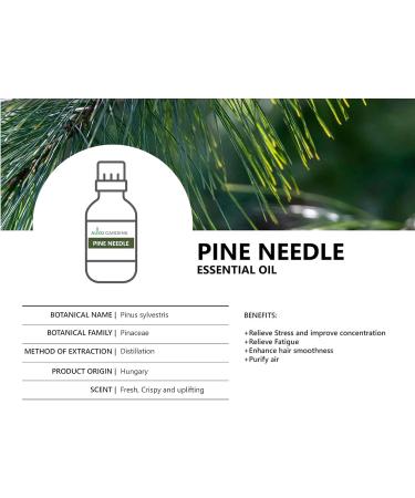 Pine Needle Essential Oil 1oz (30ml) -100% Natural and Pure Premium Quality Therapeutic Grade Essential Oil for Aromatherapy-Crisp Refreshing and Uplifting Pine Needle 1 Fl Oz (Pack of 1) - Buy Online on GoSupps.com