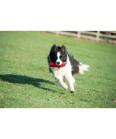 Company of Animals Canvas Training Dummy - Medium Size | Retrieval & Gundog Training Equipment | Floats & Highly Visible | Long Distance Throwing | Suitable for Puppies | Old Model - Buy Online on GoSupps.com