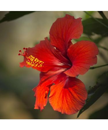  Tazarin LTD TazarinLtd 100g Hibiscus Flowers Powder | Ground Hibiscus Flowers | 100% Natural Pure & No Additives - Buy Online on GoSupps.com