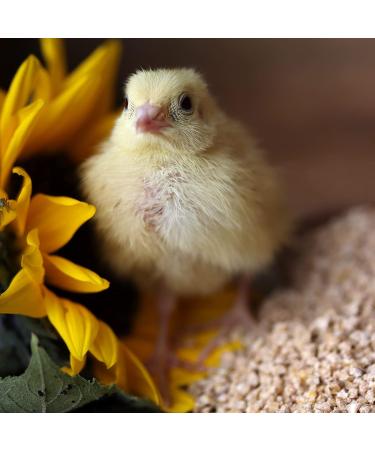 WachtelGold Quail Chick Feed ProVital 10kg - 28% Protein Rearing Feed | Non-GMO International Shipping - Buy Online on GoSupps.com