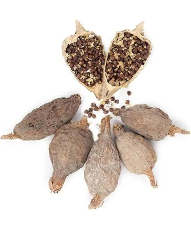 Whole maniguette Guinea pepper pod (paradise seeds) alligator pepper or alligator pepper - Buy Online on GoSupps.com