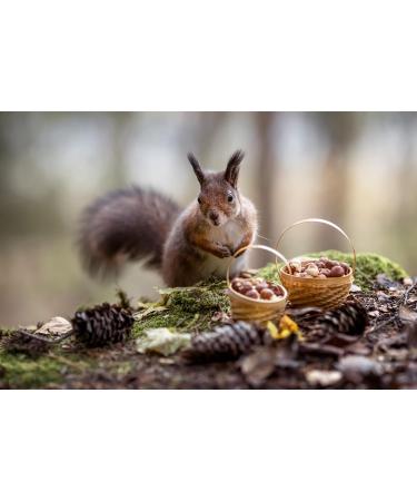 AgnesGP Hazelnuts In Shells for Wild Birds and Squirrels (5Kg Sack Included) - Nutrient-Rich Snack for Your Backyard Friends - Buy Online on GoSupps.com