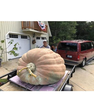 Wallace Organic Wonder Soluble Seaweed Powder Organic Fertilizer (20 pounds) - Buy Online on GoSupps.com