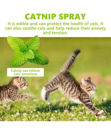XDGJTBFMY Herbal Cat Joy Herbal Cat Joy Spray Celery Pets Herbal Cat Joy Spray Kitty Joy Spray Celery Pets Catnip Spray Cat Calming Spray Cat Anxiety Relief 1pcs - Buy Online on GoSupps.com
