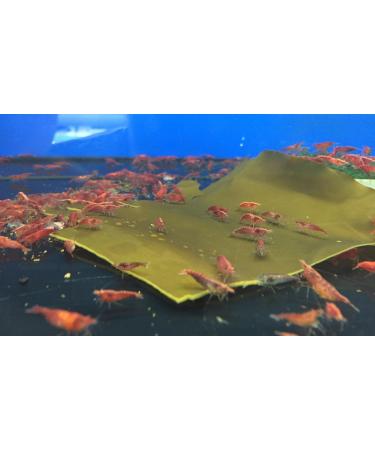 NatureHolic - AlgaePlate Natural Cut - For Herbivores and Weekenders for Shrimp Snails and Catfish in the Aquarium - 10 g - Buy Online on GoSupps.com