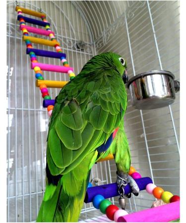 JJ Store Wooden 80cm Parrot Ladder Bridge with Hooks - Pet Bird Toy - Buy Online on GoSupps.com
