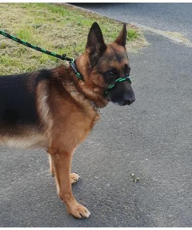 All-in-One Halter Leash/Halter Against Pulling Suitable for All Dogs Green/Black Grey