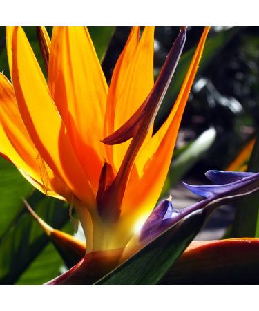Pour Moi Tropical Day Cream - 1 Oz | Hydrating Moisturizer for All Skin Types | International Shipping Available - Buy Online on GoSupps.com