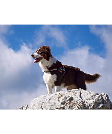 Custom Labels for Julius K9 - Pair of Interchangeable Size Patches - Black - Easy to Use with Julius K9 Harnesses - Reflective - Logo Illustration - Product Information - Powerharnesses Compatible - Buy Online on GoSupps.com