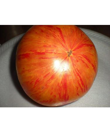 Portal Cool Red Beauty Re Pomodoro 20 semi Huge 1 Bi-Color di pomodoro! Pettine. S/H!