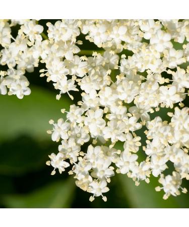 Mathieu Teisseire - Assortment of Elderflower Syrup and Hibiscus Syrup for refreshing drinks and cocktails 2x70cl - Buy Online on GoSupps.com