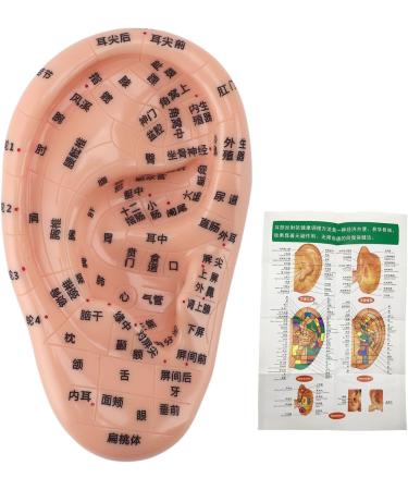 Buy Ear Zone PVC Acupuncture Point Model - Reflexology Teaching Aid for International Shipping - Buy Online on GoSupps.com
