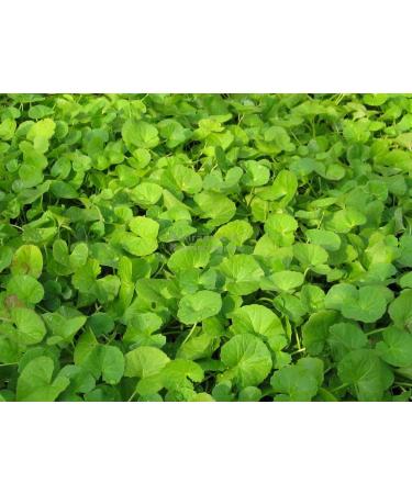 Gotu Kola Powder - FOODHERBS | 200g Centella Asiatica | Vallarai | Buy Internationally - Buy Online on GoSupps.com