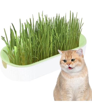 Hydroculture Cat Grass Gland Set - No Dirt No Smell Easy Planting | Anti-Grave Design for Healthy Cats - International Shipping Available! - Buy Online on GoSupps.com