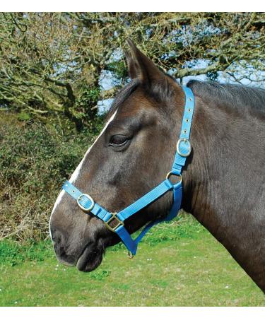 Rhinegold nylonhalter pony turquoise - Buy Online on GoSupps.com