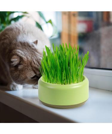 Firulab Cat Grass Growing Kit Cat Grass Bowl Planter Tray Catnip and Bowl Cat Grass Kit with Seeds DIY Soil Free Kitten Grass Growing Kit for Cat Snacks Green - Buy Online on GoSupps.com