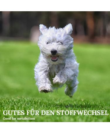 Stiefel Vegetable Charcoal for Dogs 100% Pure Vegetable Charcoal for Healthy Digestion Positive Effect on Metabolism 50 - Buy Online on GoSupps.com