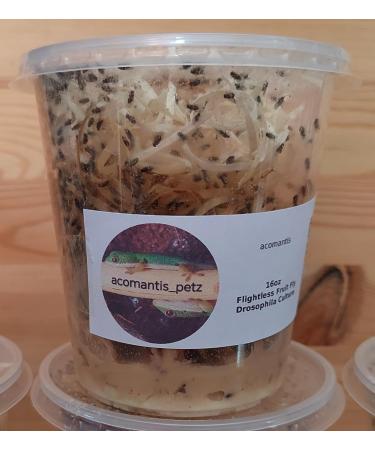 acomantis 16oz tub Flightless Fruit Flies (Drosophila Culture) Live Food - Buy Online on GoSupps.com