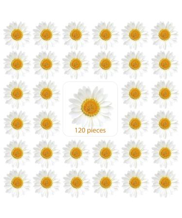 Nuanchu 200 Pieces Real Dried Pressed Flowers Resin Flowers for Resin Mold  Real Daisy Dried Flower Leaves for Scrapbooking DIY Candle Accessories  Jewelry Crafts Making