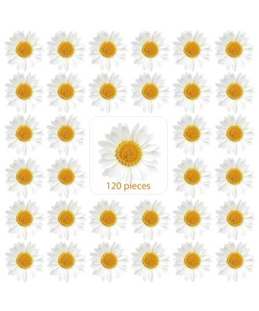 120 Pieces Real Dried Daisy Flowers Natural Dried Daisies DIY Dry Daisy Petals Pressed Chrysanthemum Flowers for Album Scrapbooks Resin Soap Art Decors Handicrafts (Primary Color) (Primary Color) - Buy Online on GoSupps.com