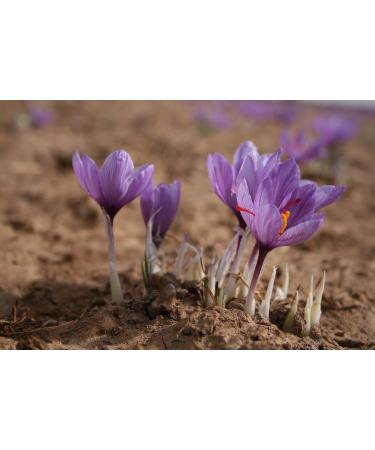 4.5 g SAFRAN yarns selected QUALITY 2 tin - Buy Online on GoSupps.com