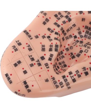Human Ear Acupuncture Point Model - Clear Lettering Flexible PVC Multi-Purpose for Home Learning and Acupuncture Training - Buy Online on GoSupps.com