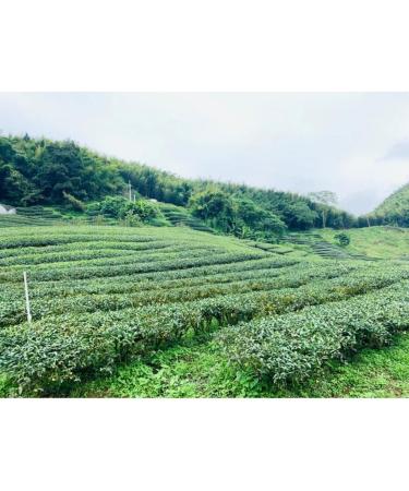 Taiwan unique tea TTES No.20(Yingxiang) Shanlinxi Alpine Oolong Tea 150g*4 - Buy Online on GoSupps.com