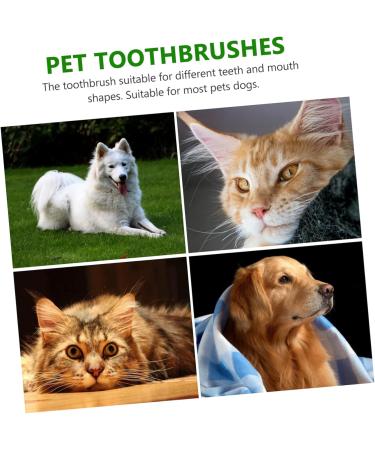 HAPINARY 1 Set Pet Toothbrush Pet Mouth Cleaning Tool Pet Dog Toothbrush Cat Toothpaste Tools Pets Pp - Buy Online on GoSupps.com