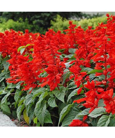 Benoon Semi Di Salvia Scarlatta 50 Pezzi/Borsa Semi Di Salvia Scarlatta Il Sole Preferisce La Pianta In Primavera Semi Di Fiori Rossi Ornamentali Di Forte Vitalit Per La Casa Mazzo Di Semi Rossi