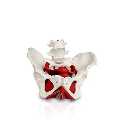 JS00024 Female Pelvis with Organs | Removable Organs Include Uterus Colon and Bladder | Includes Detailed Instruction Manual