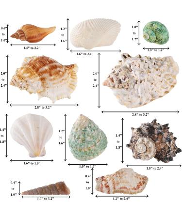 Okllen 2.2 lbs Mixed Beach Seashells Starfish & Large Conch Shells - Ideal for Beach Theme Parties, Fish Tanks, DIY Crafts, Wedding & Home Decor - Buy Online on GoSupps.com