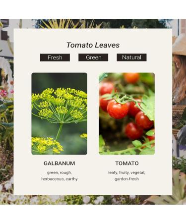 JCLOUD Tomato Leaves Hotel Diffuser Oil Galbanum Tomato & Patchouli - Hotel Essential Oil Luxury Long Lasting Aromatherapy Fragrance in Glass Bottle 100mL - Buy Online on GoSupps.com