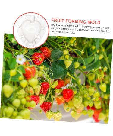 Mipcase 5pcs Fruit Shaping Mold Garden Tool Fruit Protection Cucumber Mold Vegetable Fruit Cucumber White - Buy Online on GoSupps.com