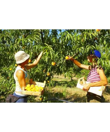 La Selva Organic Pomi d'oro - Chunky Yellow Tomatoes (1 x 425 g) - Buy Online on GoSupps.com