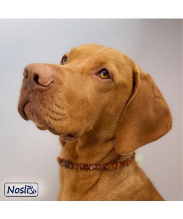 Nosli Amber Necklace Collar for Dogs & Cats | Baltic Amber Dog Collar | Adjustable 3cm Extension - Buy Online on GoSupps.com
