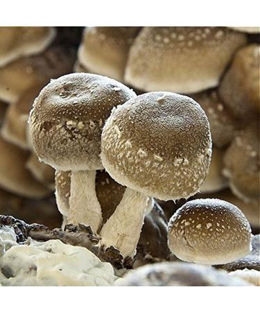 MycoVital Organic Shiitake Mushroom Powder Capsules - 93 Vegan 450mg - German Cultivation 100% Pure & Additive-Free - Buy Online on GoSupps.com